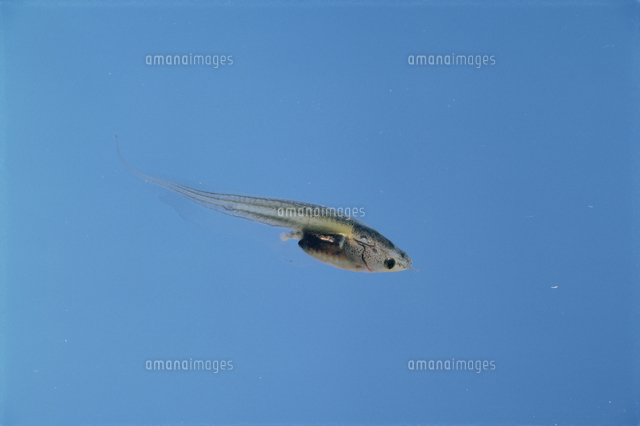 アフリカツメガエルのオタマジャクシ の写真素材 イラスト素材 アマナイメージズ
