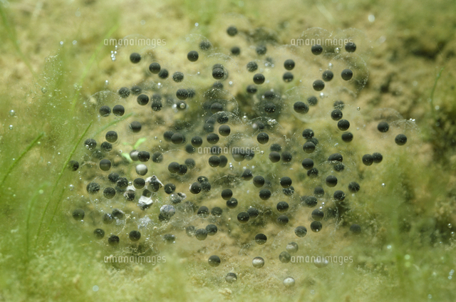 トノサマガエルの卵 の写真素材 イラスト素材 アマナイメージズ