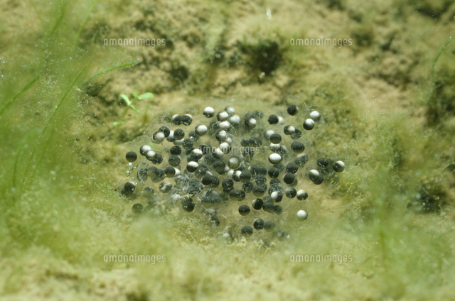 トノサマガエルの卵 の写真素材 イラスト素材 アマナイメージズ