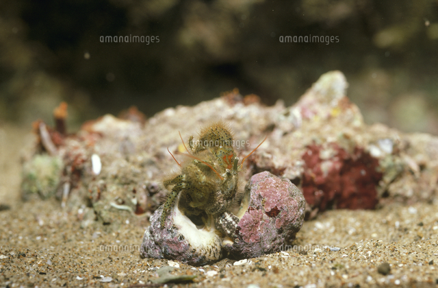 ケアシホンヤドカリの交尾行動 殻から半分以上出て抱き合う の写真素材 イラスト素材 アマナイメージズ