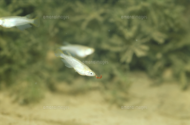 メダカ 食べる の写真素材 イラスト素材 アマナイメージズ