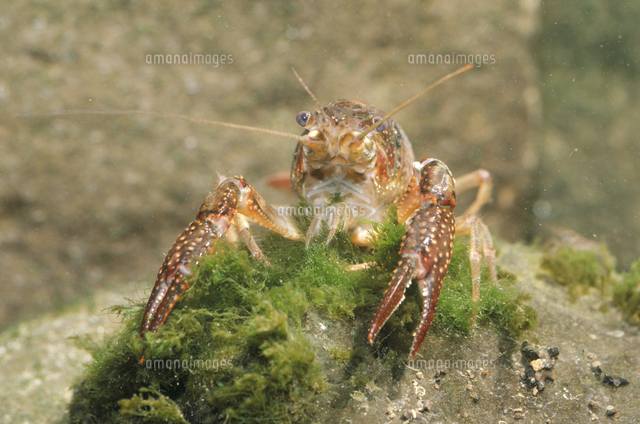 アメリカザリガニ 水コケを食べる の写真素材 イラスト素材 アマナイメージズ