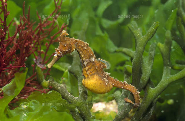 タツノオトシゴのオス 育児嚢がふくらむ の写真素材 イラスト素材 アマナイメージズ