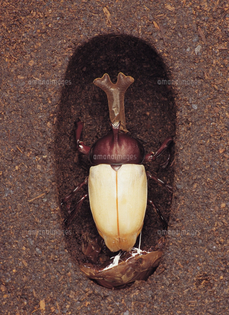 カブトムシのオス・メス 標本[32098000082]の写真・イラスト素材