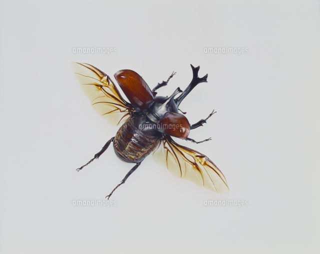 カブトムシの展翅標本[32098000078]の写真・イラスト素材｜アマナ