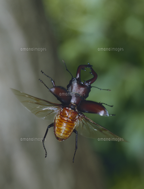 飛翔するノコギリクワガタ[32098000131]の写真・イラスト素材｜アマナ