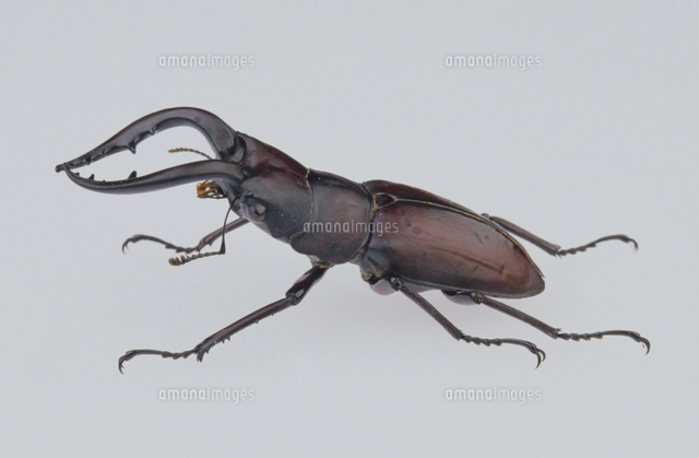 【Glass Beetle｜ノコギリクワガタ飛翔＆固定標本 ペアGB-009】 Glass Beetle｜ノコギリクワガタ飛翔＆固定標本 ペアGB-009】 【公式通販】