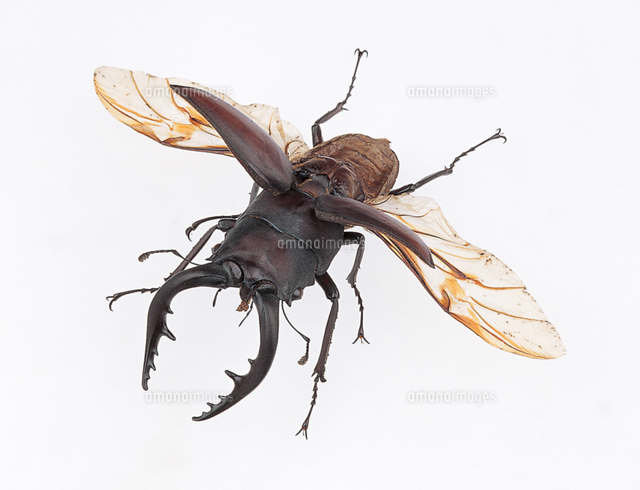 ノコギリクワガタのオスの飛翔時の姿 （標本）[32098000153]の写真