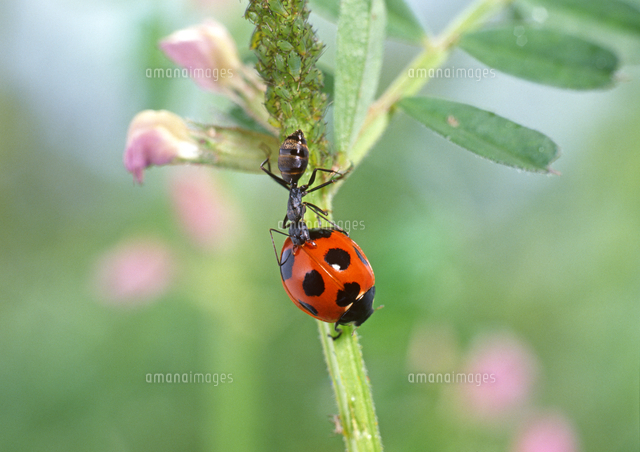 アブラムシの仲間 アリマキ をナナホシテントウから守るクロオ の写真素材 イラスト素材 アマナイメージズ