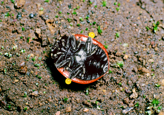 くさい液を出して擬死状態のナナホシテントウ の写真素材 イラスト素材 アマナイメージズ