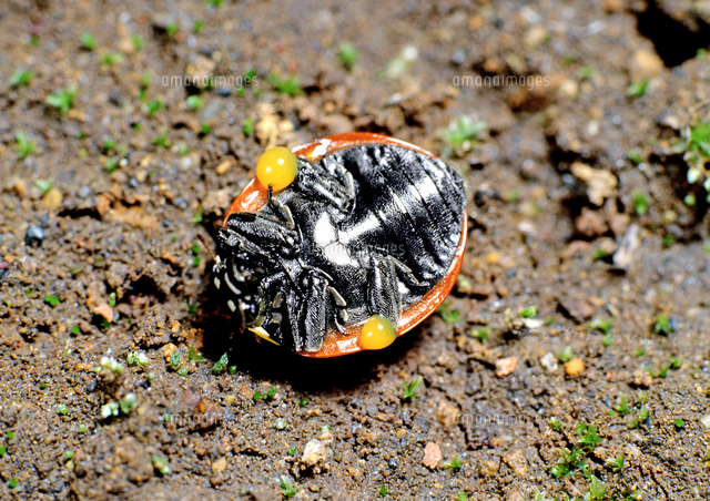 くさい液を出して擬死状態のナナホシテントウ の写真素材 イラスト素材 アマナイメージズ