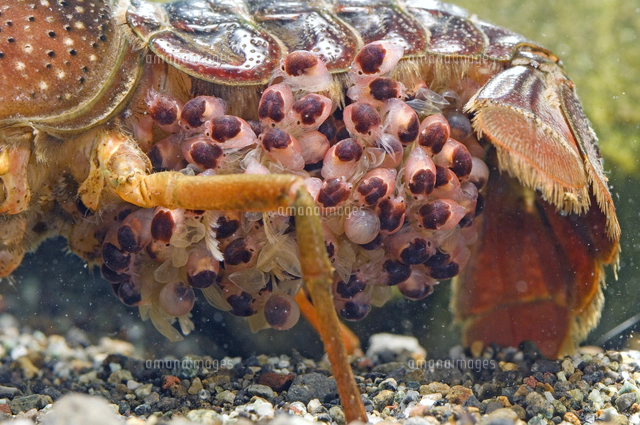 アメリカザリガニ 呼吸 インク実験[32098000649]の写真・イラスト素材