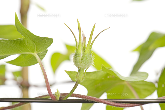 アサガオ 閉花から実の連続１０ の写真素材 イラスト素材 アマナイメージズ