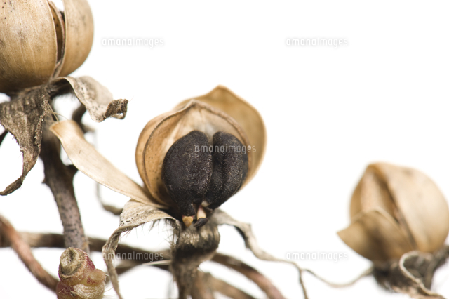 アサガオ 実が割れてタネが出る[32098000918]の写真・イラスト素材