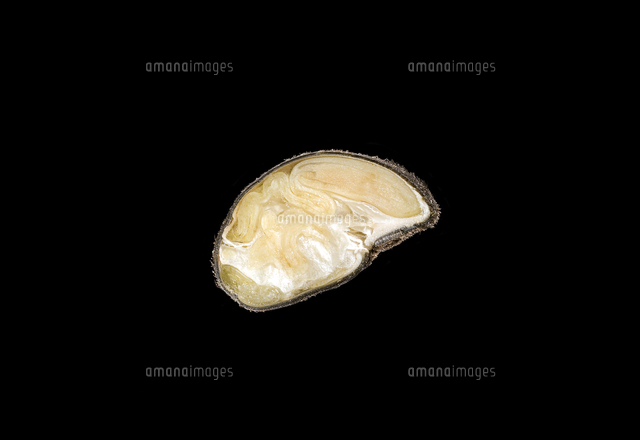 アサガオ 種子の断面 の写真素材 イラスト素材 アマナイメージズ