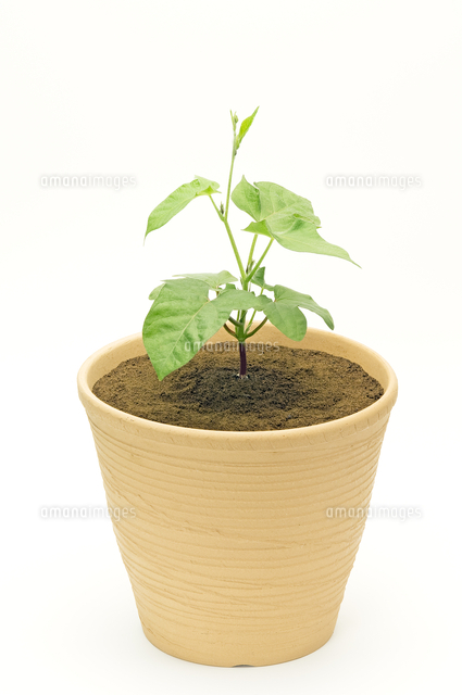 アサガオ 植木鉢での成長９ の写真素材 イラスト素材 アマナイメージズ