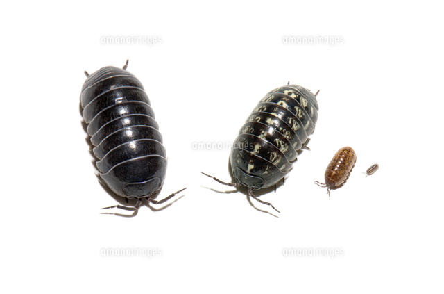 オカダンゴムシ 左からオス メス 幼体 の写真素材 イラスト素材 アマナイメージズ