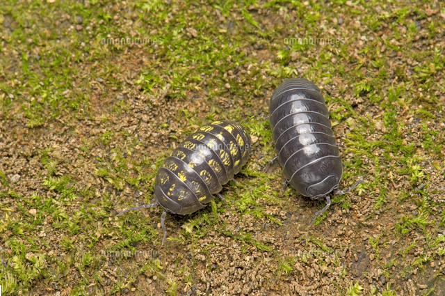オカダンゴムシ 左 メス 右 オス の写真素材 イラスト素材 アマナイメージズ オカダンゴムシ 左 メス 右 オス の写真素材 イラスト素材 アマナイメージズ