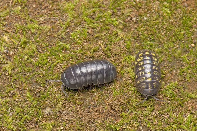 オカダンゴムシ 左 オス 右 メス の写真素材 イラスト素材 アマナイメージズ オカダンゴムシ 左 オス 右 メス の写真素材 イラスト素材 アマナイメージズ