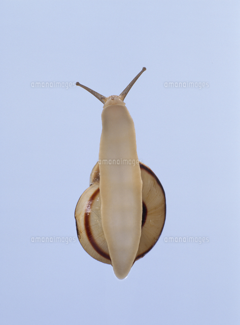 腹足綱