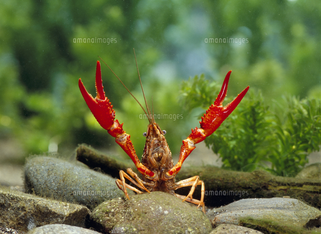 威嚇するアメリカザリガニ の写真素材 イラスト素材 アマナイメージズ