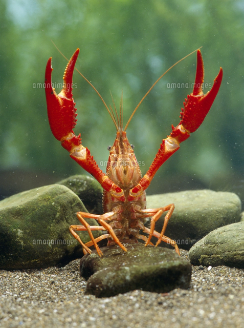 威嚇するアメリカザリガニ の写真素材 イラスト素材 アマナイメージズ