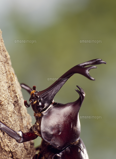 カブトムシの動くツノ の写真素材 イラスト素材 アマナイメージズ