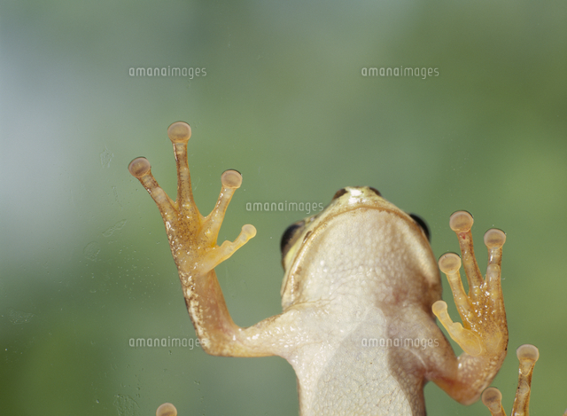 ニホンアマガエルの足の吸盤 の写真素材 イラスト素材 アマナイメージズ