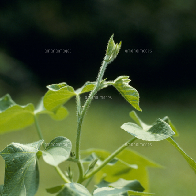 アサガオのツル の写真素材 イラスト素材 アマナイメージズ