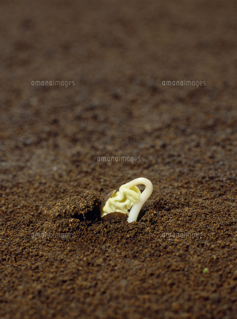 アサガオの発芽 の写真素材 イラスト素材 アマナイメージズ