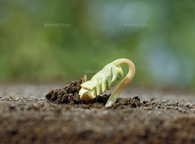 アサガオの発芽 の写真素材 イラスト素材 アマナイメージズ