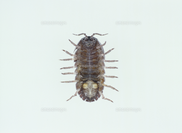 オカダンゴムシ オスの腹部 の写真素材 イラスト素材 アマナイメージズ オカダンゴムシ オスの腹部 の写真素材 イラスト素材 アマナイメージズ