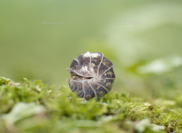 丸まったオカダンゴムシ の写真素材 イラスト素材 アマナイメージズ