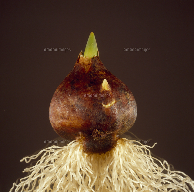 チューリップの球根 の写真素材 イラスト素材 アマナイメージズ