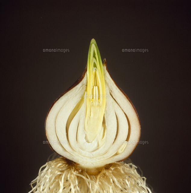 チューリップの球根 断面 タテ の写真素材 イラスト素材 アマナイメージズ