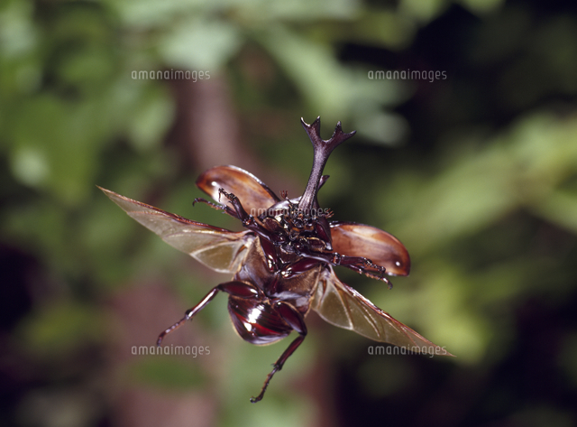カブトムシの飛翔[32098001991]の写真素材・イラスト素材｜アマナ 