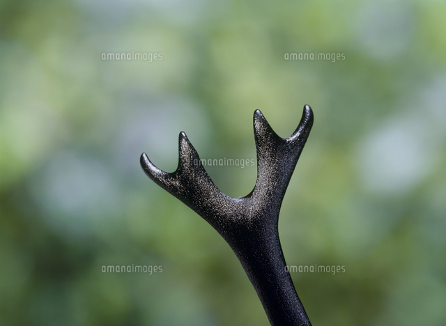 カブトムシのツノ アップ の写真素材 イラスト素材 アマナイメージズ