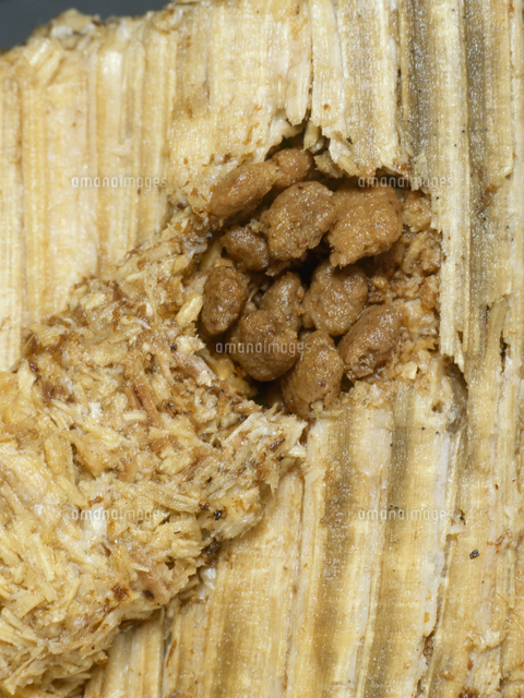 ノコギリクワガタ 幼虫のフン の写真素材 イラスト素材 アマナイメージズ