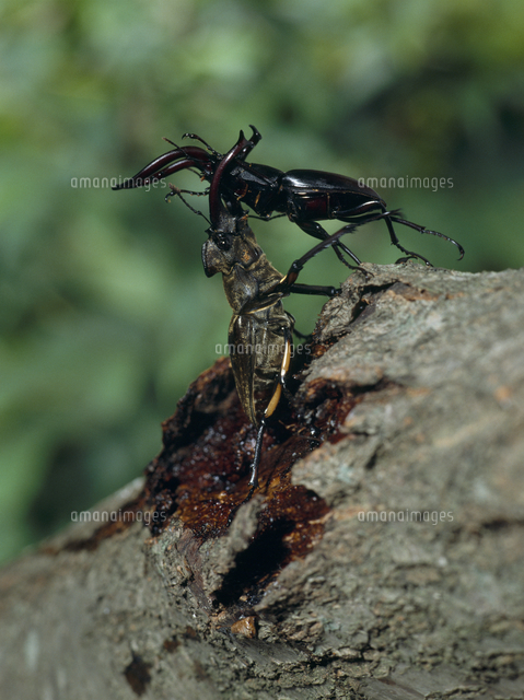 ノコギリクワガタとミヤマクワガタのケンカ の写真素材 イラスト素材 アマナイメージズ