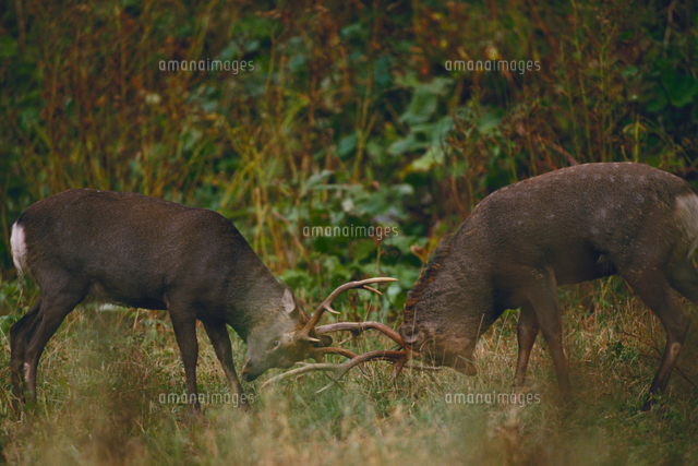 ニホンジカ（エゾシカ） オス同士の角突き[32099000010]の写真