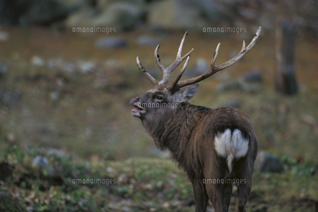 発情期に鳴くニホンジカ エゾシカ のオス の写真素材 イラスト素材 アマナイメージズ