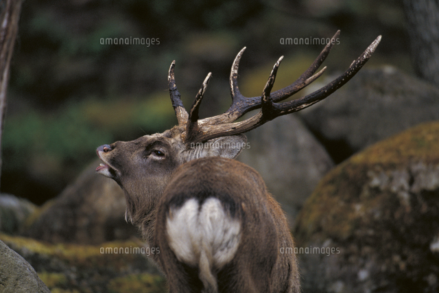 発情期に鳴くニホンジカ（エゾシカ）のオス[32099000012]の写真