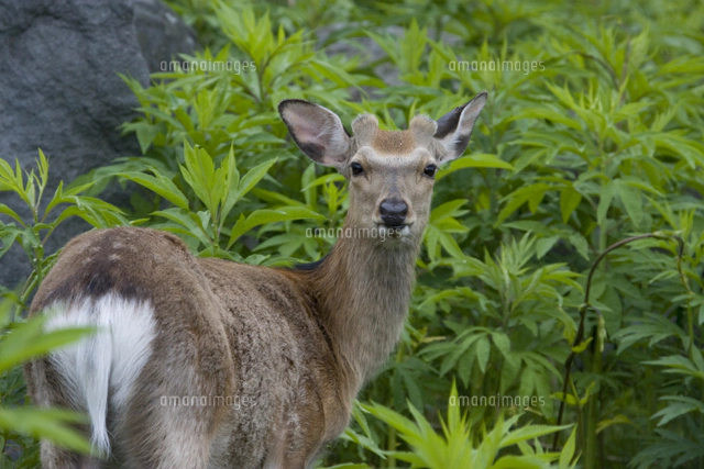 ニホンジカ（エゾシカ） オス同士の角突き[32099000010]の写真