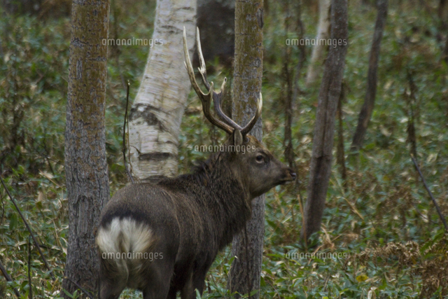 晩秋のニホンジカ エゾシカ のオス の写真素材 イラスト素材 アマナイメージズ