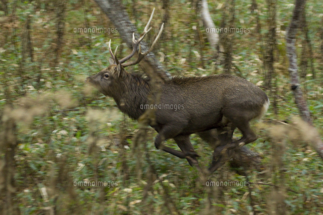 晩秋のニホンジカ エゾシカ メスを追いかけて の写真素材 イラスト素材 アマナイメージズ