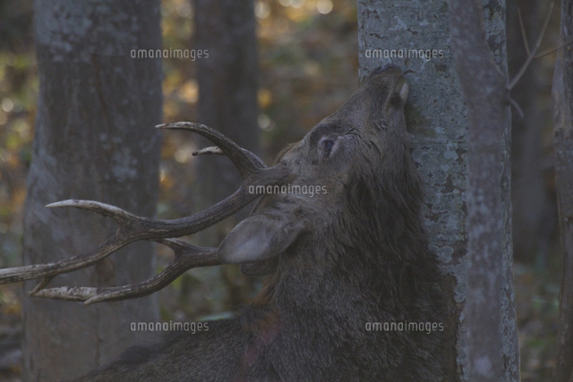 ニホンジカ（エゾシカ） オス同士の角突き[32099000010]の写真