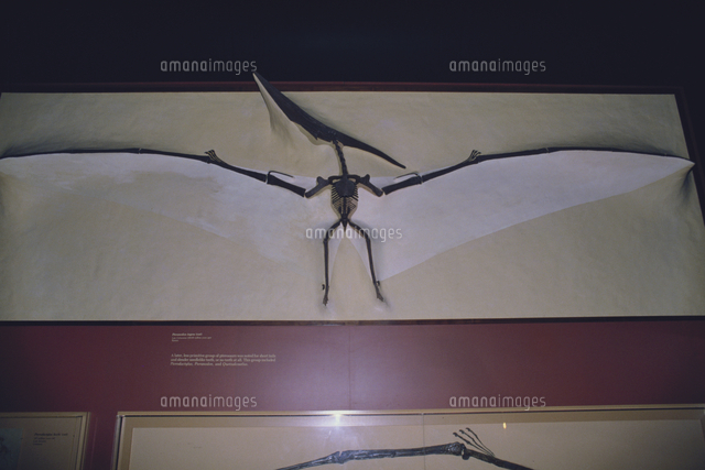 プテラノドン 化石 の写真素材 イラスト素材 アマナイメージズ
