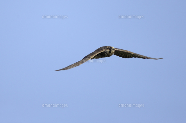 ハヤブサの飛翔 若鳥 の写真素材 イラスト素材 アマナイメージズ ハヤブサの飛翔 若鳥 の写真素材 イラスト素材 アマナイメージズ
