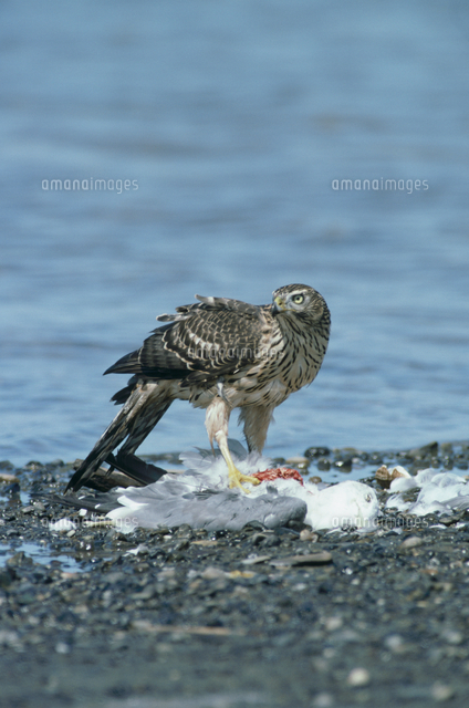 ウミネコを捕食するオオタカの若鳥 の写真素材 イラスト素材 アマナイメージズ ウミネコを捕食するオオタカの若鳥 の写真素材 イラスト素材 アマナイメージズ