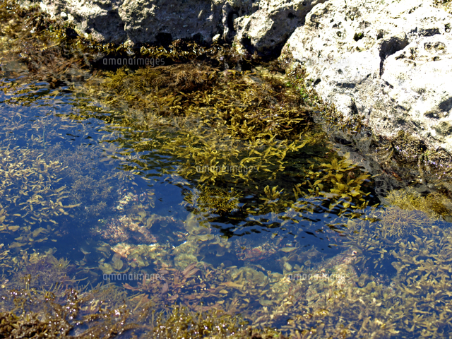 潮だまりの海藻類 ホンダワラ類 の写真素材 イラスト素材 アマナイメージズ
